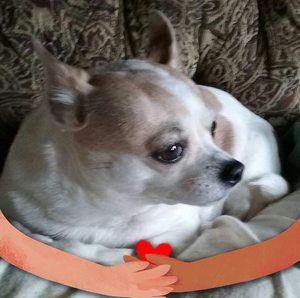 Meet your Posher, Leslie